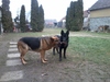 A kedvenceim !